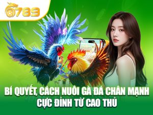 Bí quyết nuôi gà Tại 6789QT